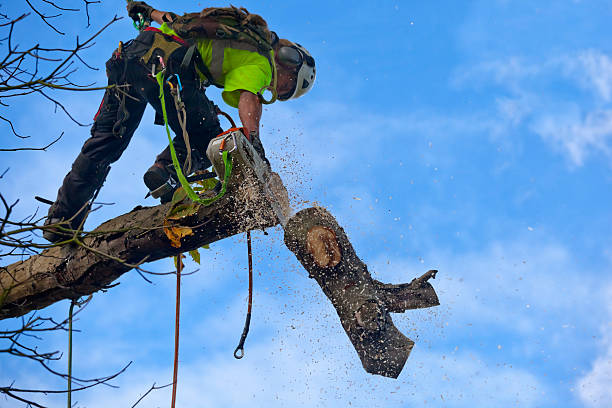 Best Seasonal Cleanup  in Glenmora, LA